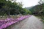 명지산 5월
